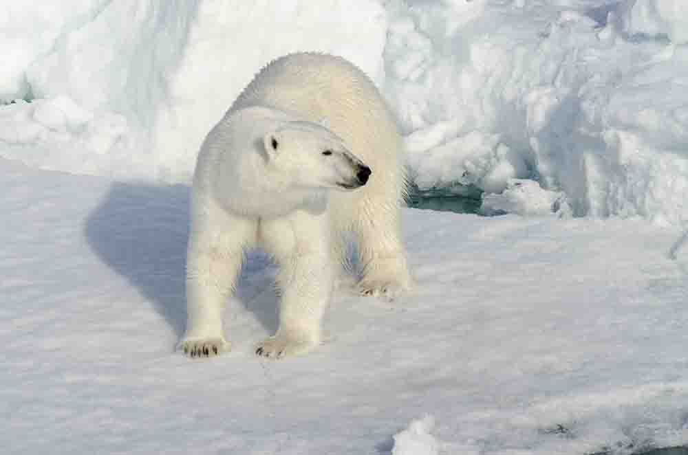 36 - Oso Polar - islas Svalbard - Noruega